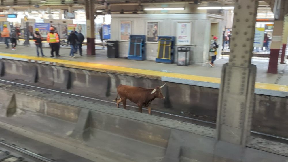 Bull on the loose spotted on train tracks near Newark Penn Station