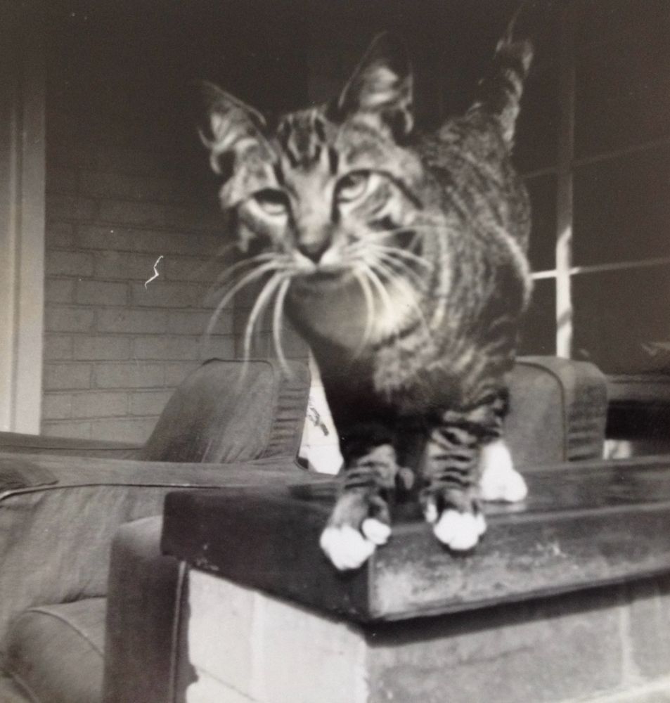 Young tabby cat looking at the camera. A black and white photo.