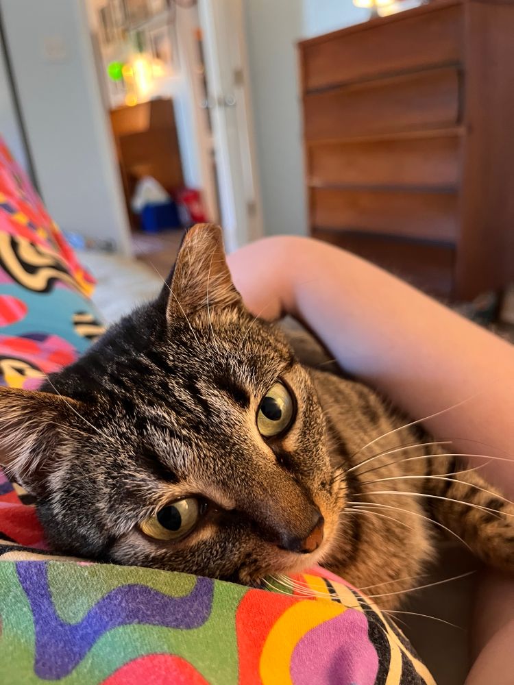 A brown tabby with an ear tip rests her head on mama’s lap and gazes soulfully into the camera. 