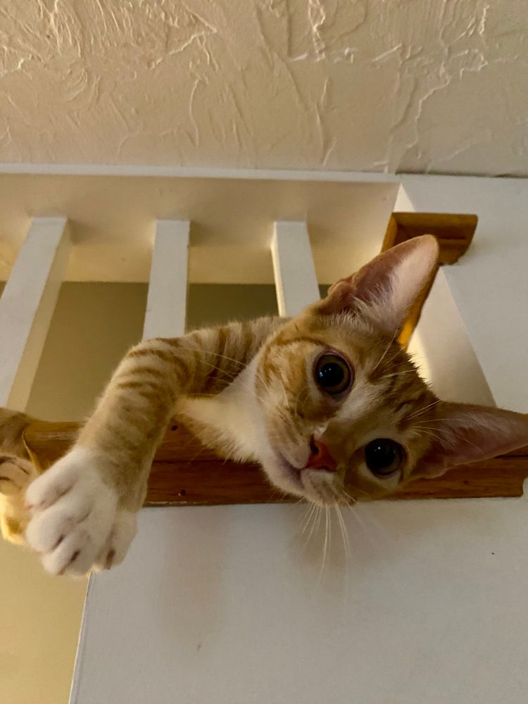 Orange tabby kitten poking head through stair spindles and looking down.