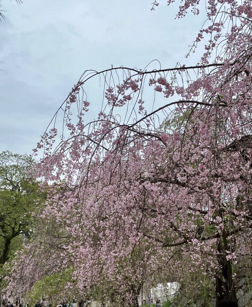 枝垂れ桜も素敵！