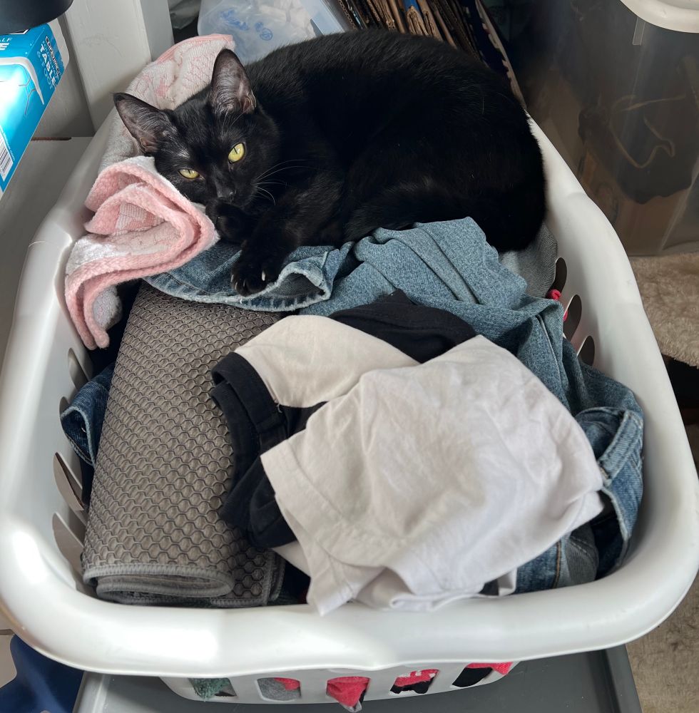 Corvus, a mostly black cat, lying in a mostly full clothes hamper. 