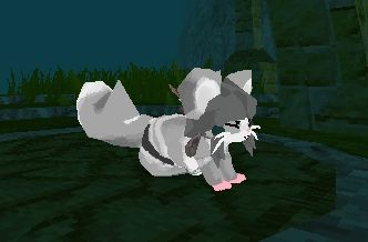 A grey chinchilla named Chalk assuming a quadrupedal position.