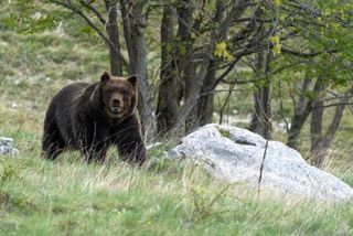 Man in Italië aangevallen door beer terwijl hij paddenstoelen plukte