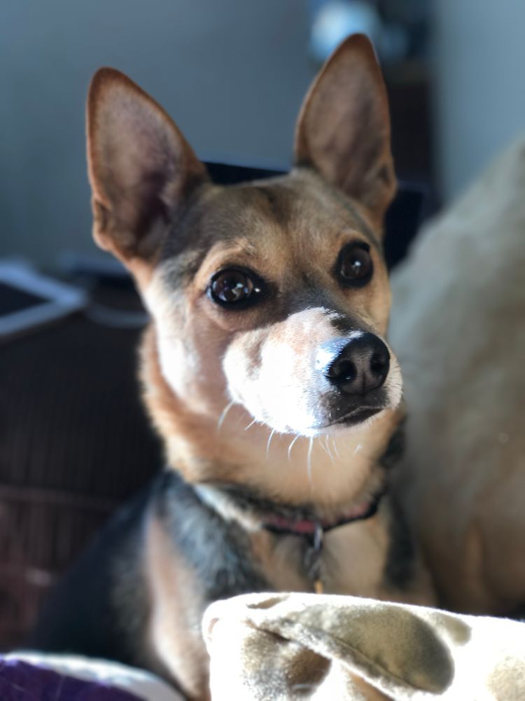 A portrait of Miley, a loving 18-pound mutt with a neurotic streak. They say dogs are like their owners, but I don’t think that’s true, because I am not 18 pounds. 