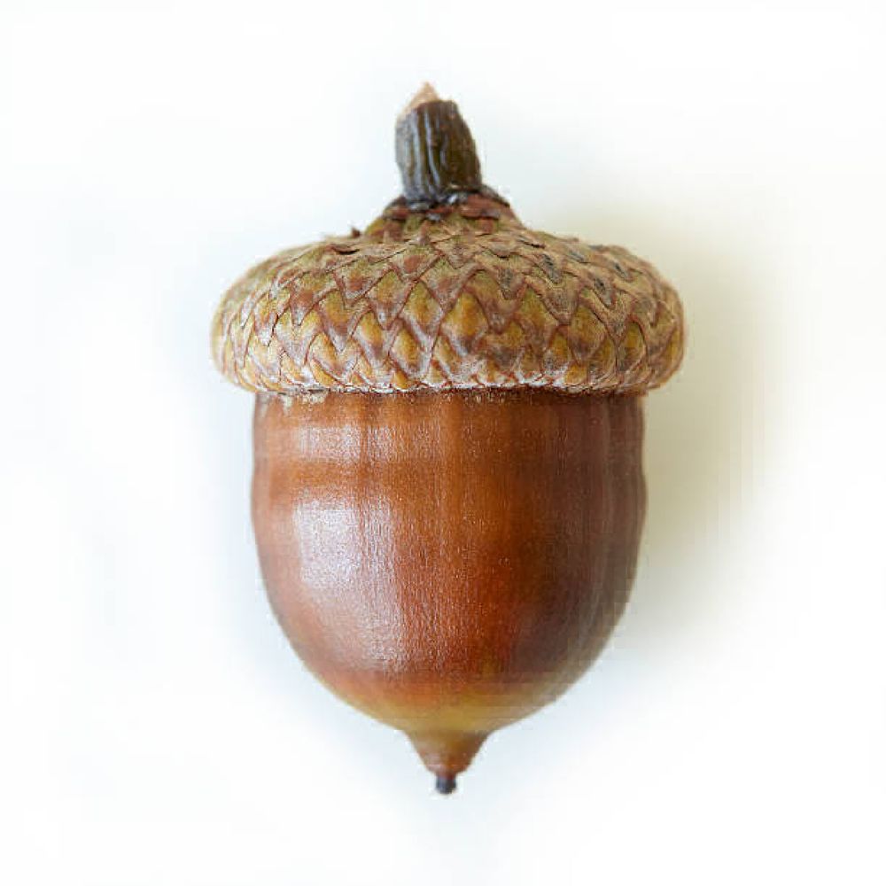 Picture of a acorn.