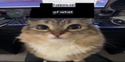 A photo of a cat string at the screen with the caption "I stare at of what" No you didn't have a stroke, that's what it says