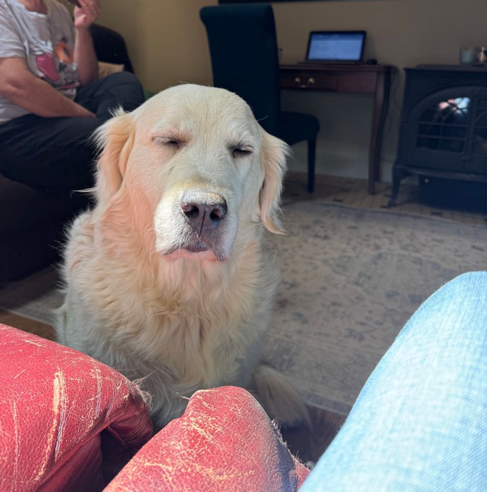 White dog facing the camera with a couple of people sat on sofas near by. The dog has its eyes closed and looks tired or pissed off.