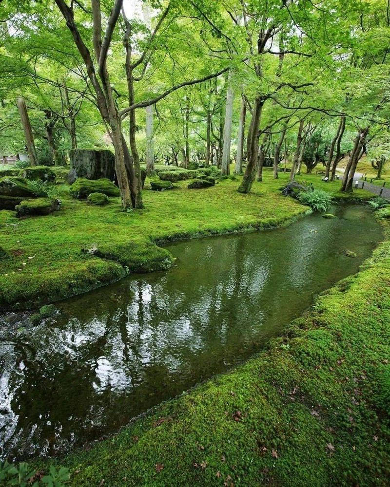 A beautiful scene in the woods of a moss covered ground with a small stream passing among the moss.