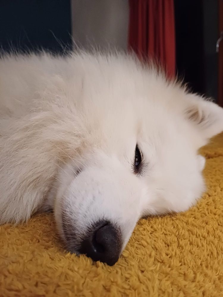 Samoyed asleep on a blanket with what could be perceived as a smug expression. 