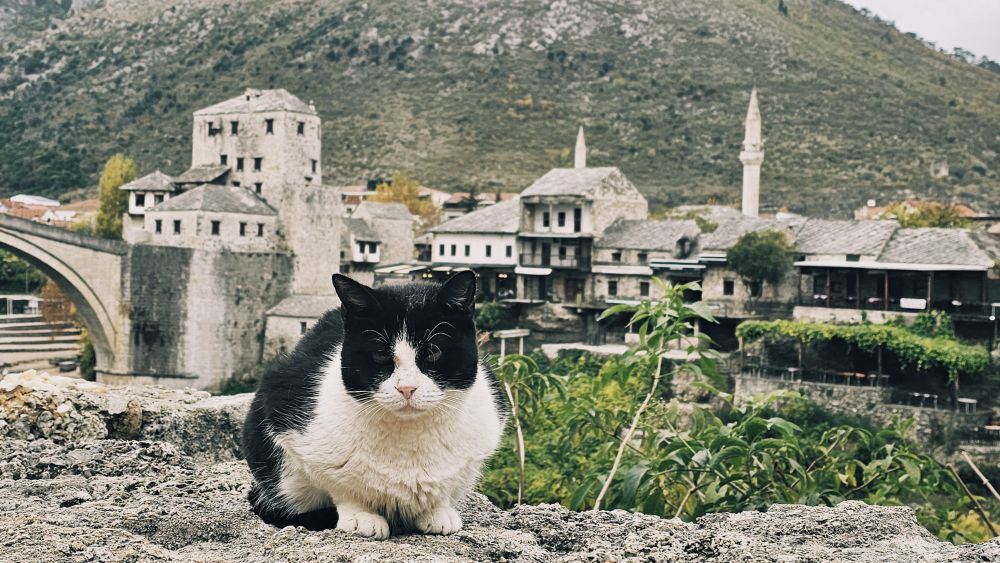 tuxedo cat looking pissed in front of some old ass buildings in Mostar, Herzegovina 