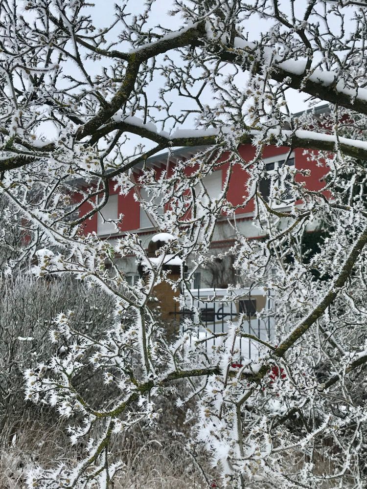 Komplett von Eis und Schnee überzogene, ansonsten kahle Äste eines kleinen Baums. Der Frost hat filigrane Strukturen an die Zweige gezaubert. Im Hintergrund sind ein Metalltor und ein rot gestrichenes Haus zu erkennen.