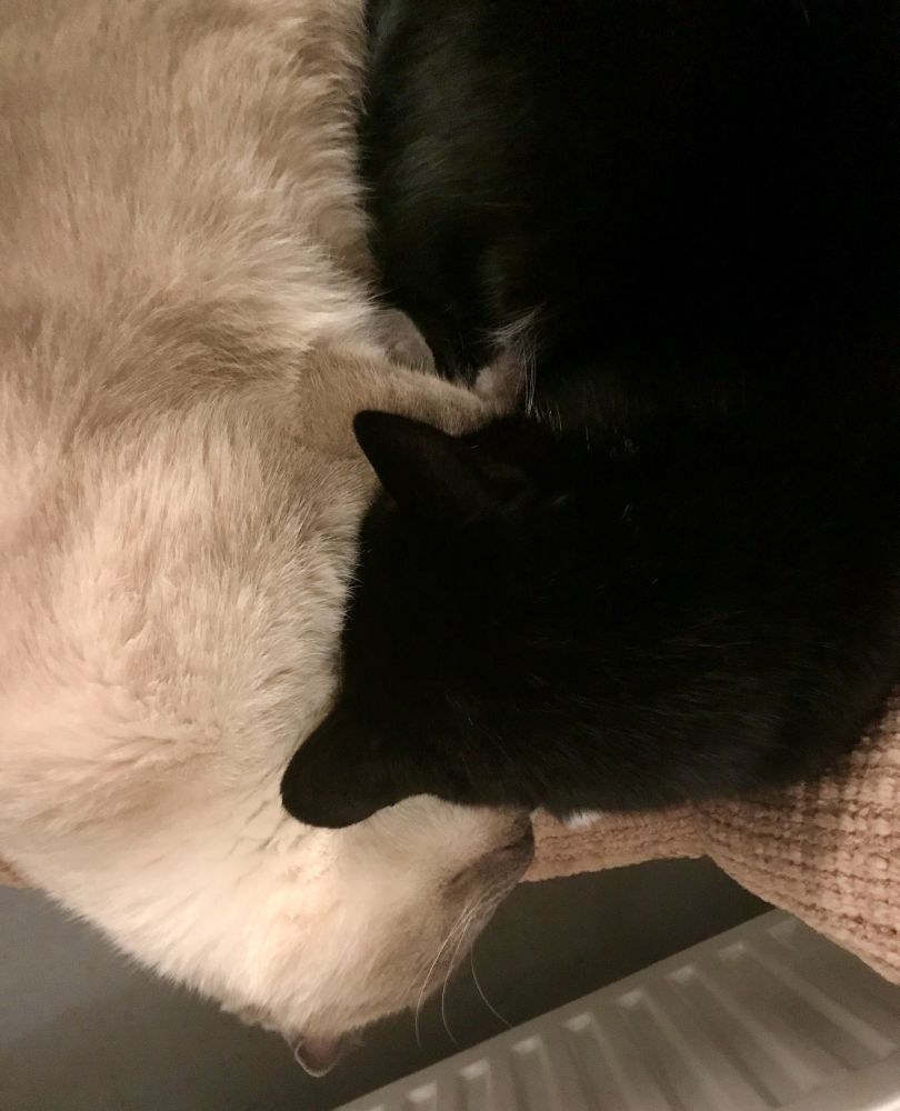 Zwei Katzen, eine schwarz, die andere beige, in Draufsicht von oben fotografiert. Sie liegen eng aneinandergekuschelt auf einem Stuhl in Retro-Optik, der vor einer Heizung steht. Die Katzen liegen Kopf an Kopf und haben sich so gelegt, dass ihre Körperhaltung fast an das Yin-und-Yang-Symbol erinnert.