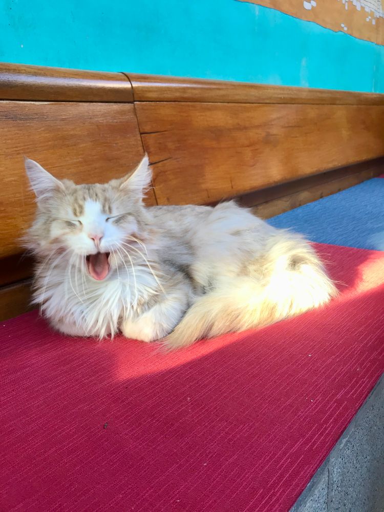 Wuschelige Katze mit längerem, dichten Fell, cremefarben-weiß, liegt auf einer Bank mit rotem Sitzkissen. Sie hat die Augen geschlossen und das Mäulchen geöffnet, sodass die rosa Zunge zu sehen ist. Das Tier gähnt, es sieht aber aus, als ob es gerade sehr lacht. Der hintere Teil der Katze wird von der Sonne beschienen.