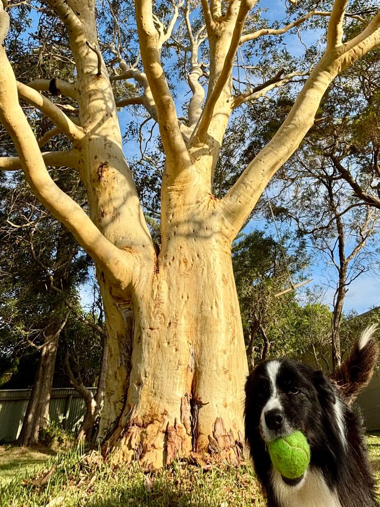 Scribbly gum trunk in the evening light, with photobomb by border collie much more interested in playing ball than admiring trees