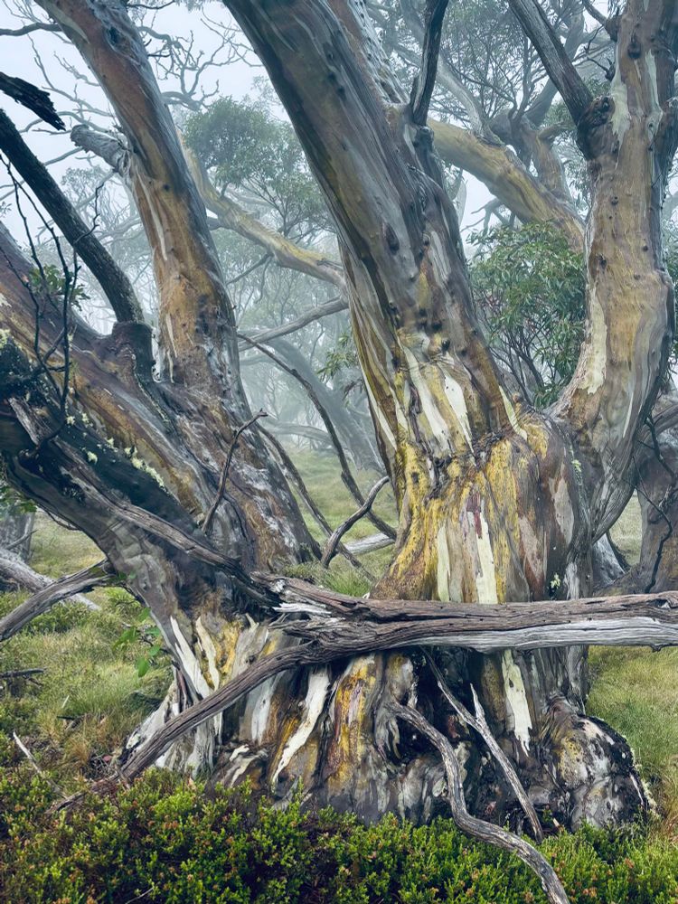 Multi-branched snow gum/Waraganj showing off its stunning patterned bark on a misty morning