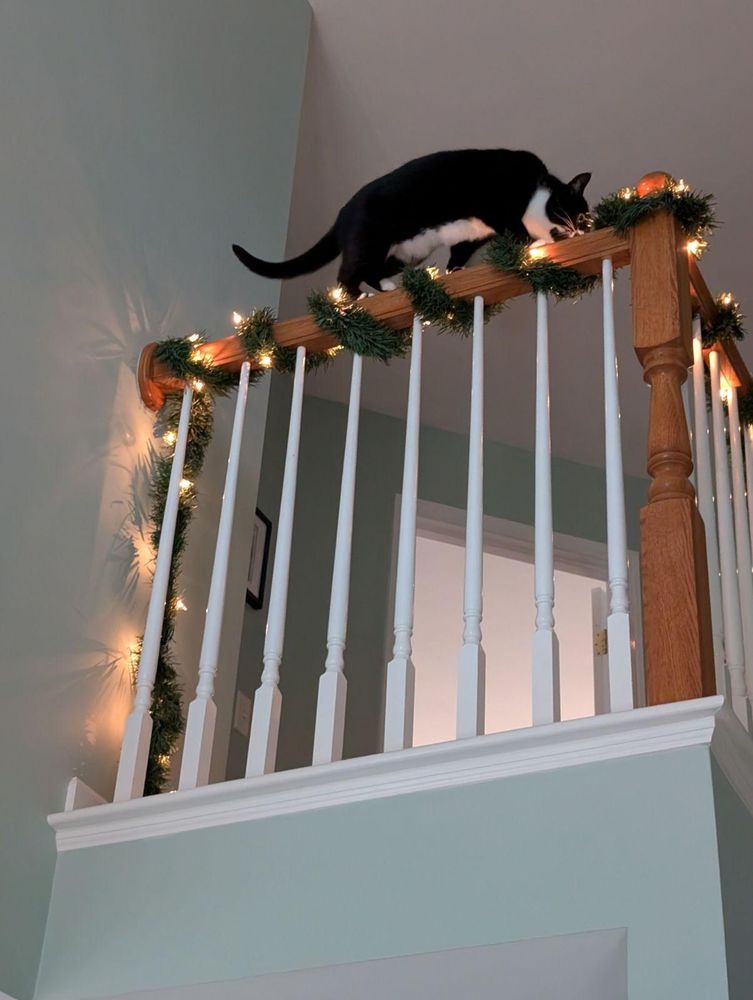 A black and white tuxedo cat walking along a high banister. The banister is wrapped with green tinsel and white lights. The cat wants to eat the tinsel.