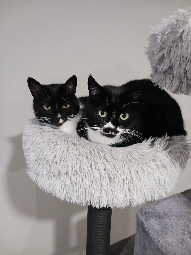 Two black and white tuxedo cats are sitting on gray cat furniture together. They are smashed together. Both cats look unhappy that the other is there.