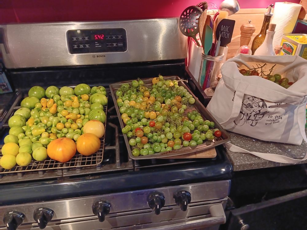 Two trays and a large canvas bag FULL of unripe tomatoes harvested when we pulled out the plants from our allotment plot & my mom's garden. Mostly cherry & pear varieties, but also some larger types such as garden peach, big rainbow, pineapple, cherokee purple, and brandywines, though they're almost all green right now, so hard to tell.