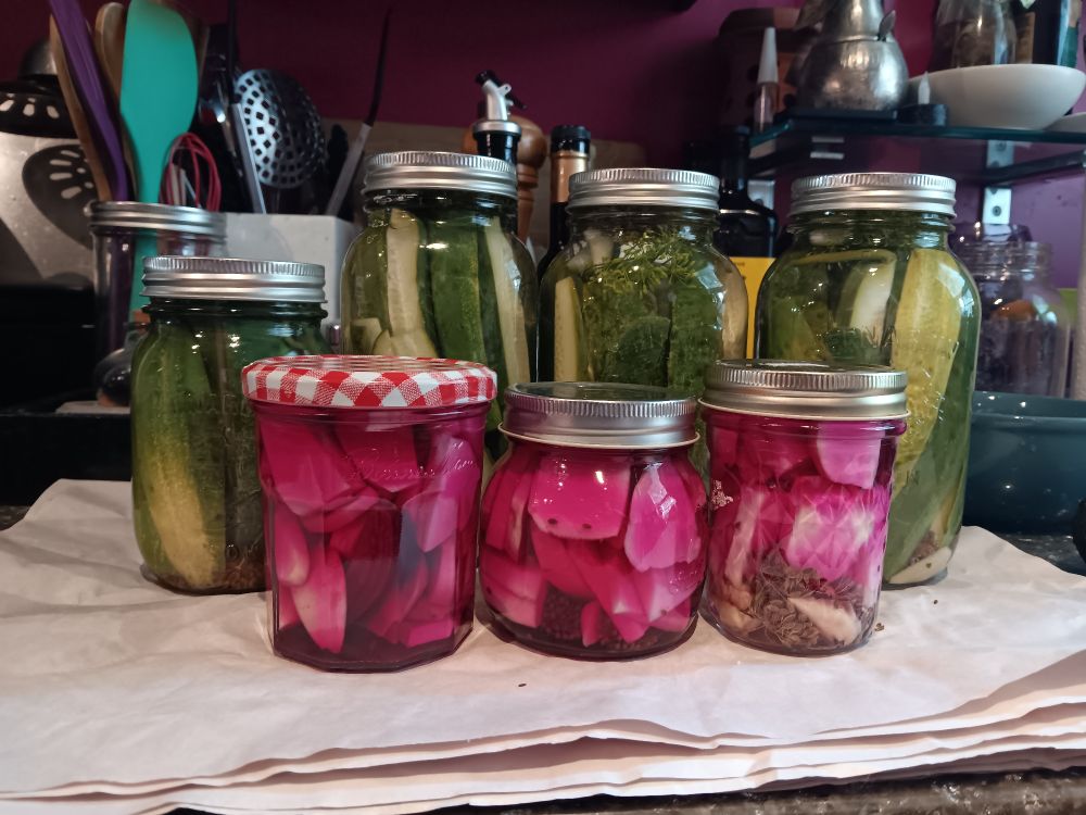 Four jars of bright green dill pickle cucumbers (sliced lengthwise in quarters) & three jars of toorshi turnips (dyed pink by the addition of one small slice of beet) rest, cooling, on a kitchen counter.