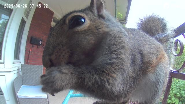 A young grey squirrel sits in a birdfeeder facing the camera & eating seeds it holds in its paws.