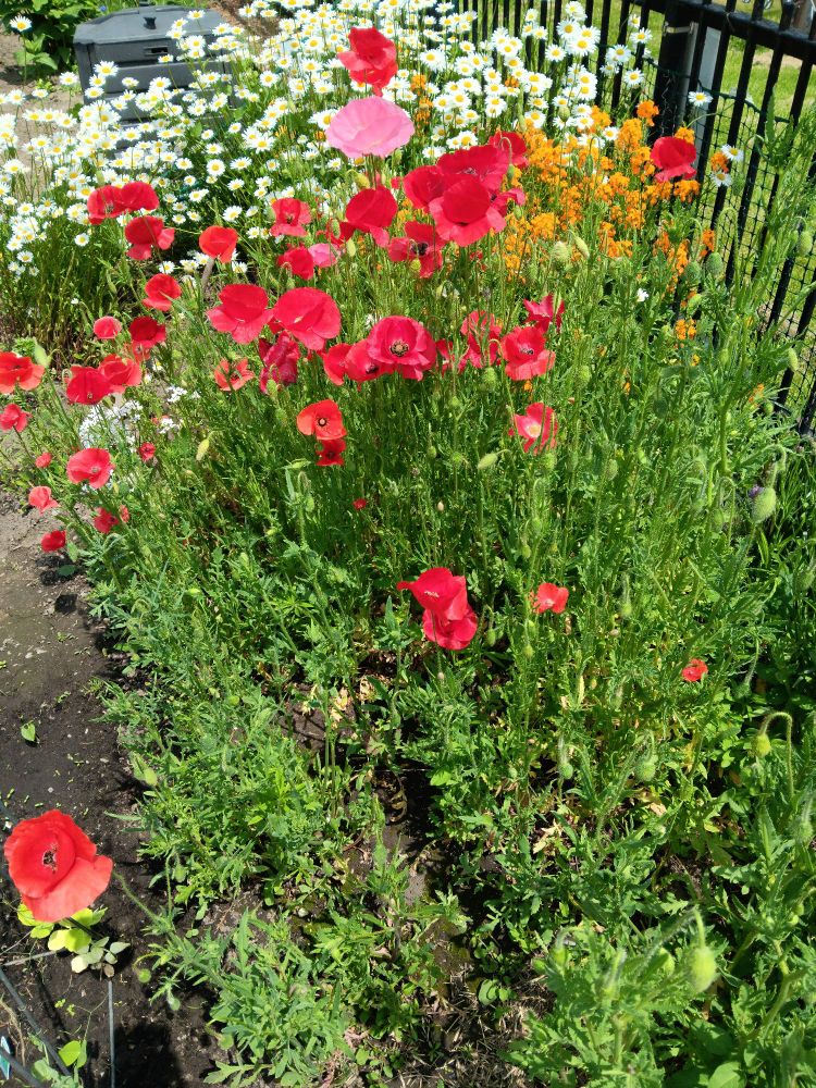 Delicate Flanders poppies in multiple shades of red & a few pinks wave on thin stalks in from of orange stock & ox-eye daisies.