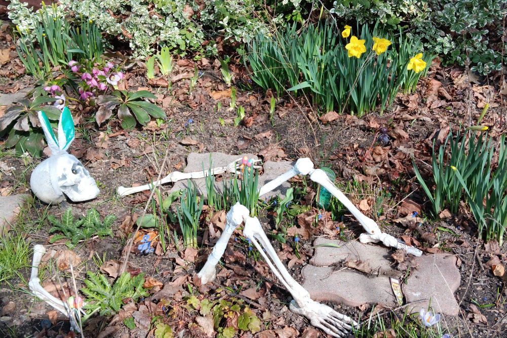 A faux skeleton lies among the spring flowers in my garden, wearing a headband of bunny ears & holding bright easter eggs on picks. She is surrounded by greenery (poppies, coral bells, iris - none yet blooming) and blossoms (yellow daffodills, pink hellebores, blue scilla, one miniature iris).