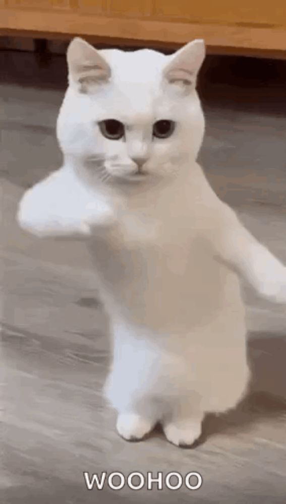 a white cat is standing on its hind legs and giving a fist .