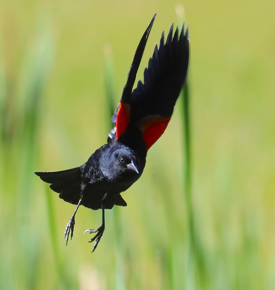 A black bird is flying, winged outstretched, towards the photographer. The bird's wings have striking red patches at the 