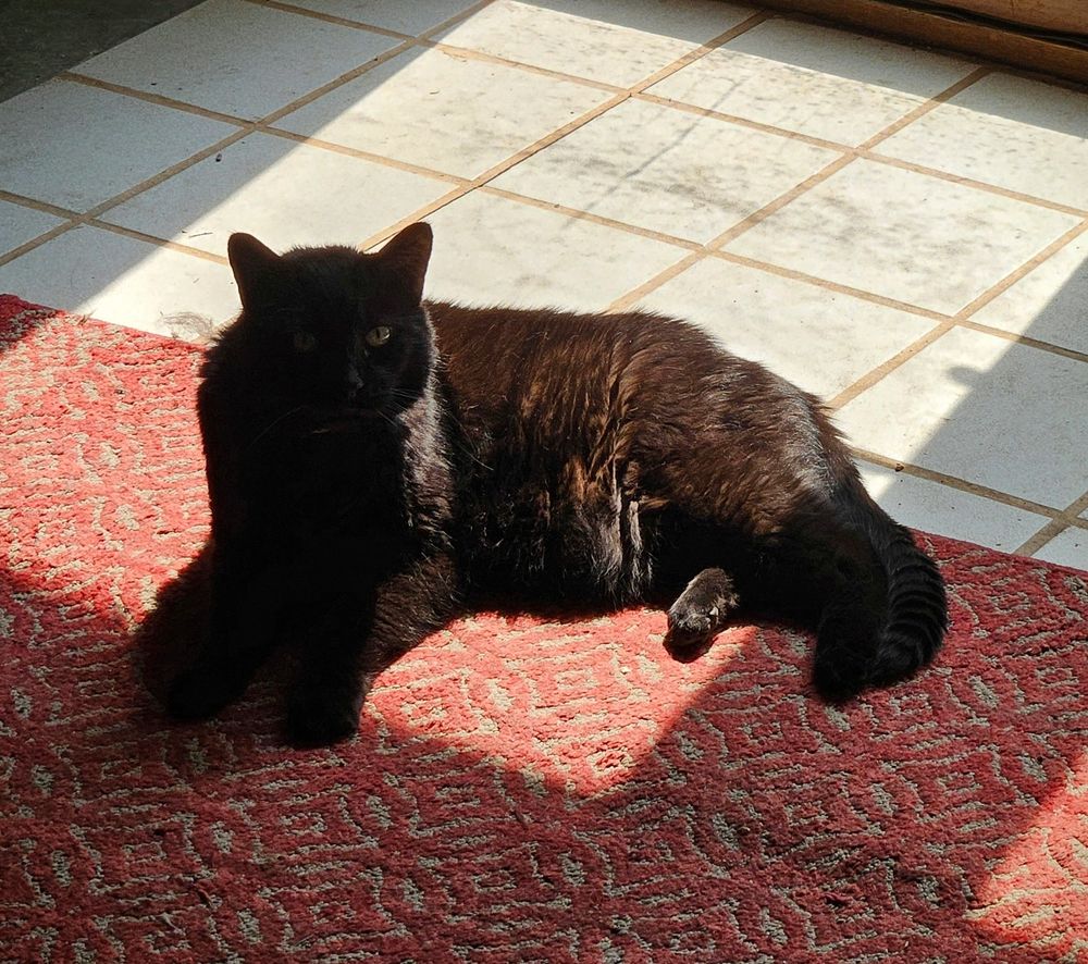 A black cat lays on a red rug in a sunbeam that covers him and the white tile floor beyond. He is looking at the viewer and his fur shines dark brown where the sunlight hits it. 