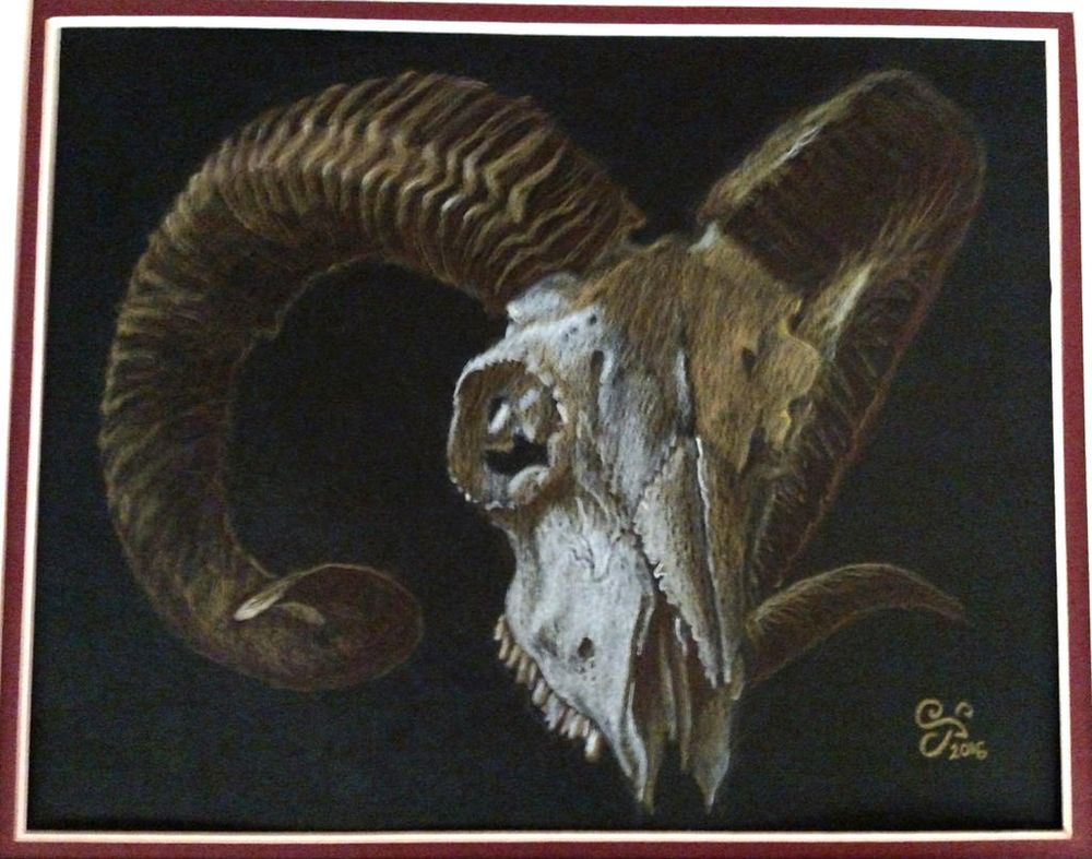 Drawing of a ram skull, white and brown chalk on black paper, 2016