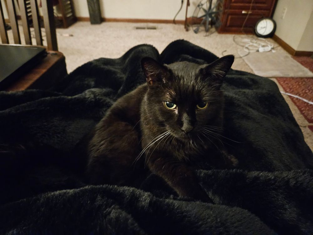 A plush black cat is kneading and nesting into a plush black blanket. It's just a rolling ocean of black fur with some eyes and whiskers peering out. The background of the room has beige carpet and a cable management problem.