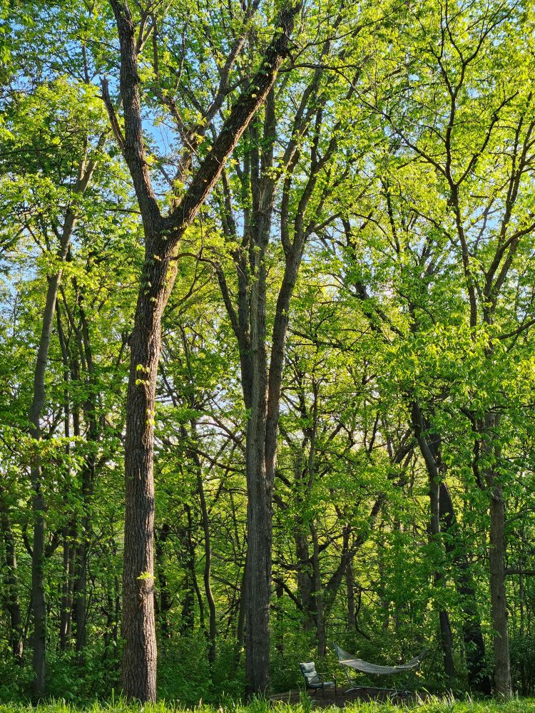 Midwestern woods in early summer, right as the sun is setting and turning things golden. Oak, walnut, and pawpaw trees tower over a small deck chair and hammock in the lower right. The sky is blue where you can see it through the canopy. 