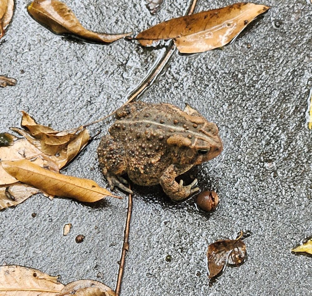 A brown toad sits on a rainy patch of driveway alongside a few brown fallen leaves. He's about four inches long, and nearly spherical, dwarfing the acorn by his front foot.