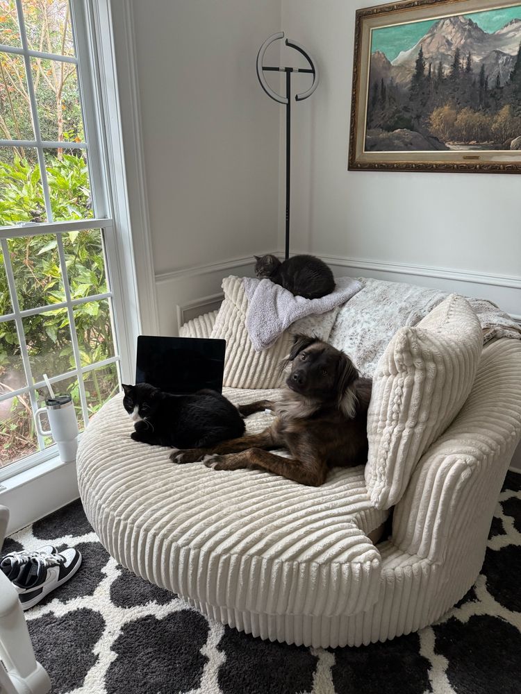 1 dog and 2 cats sitting on a couch 