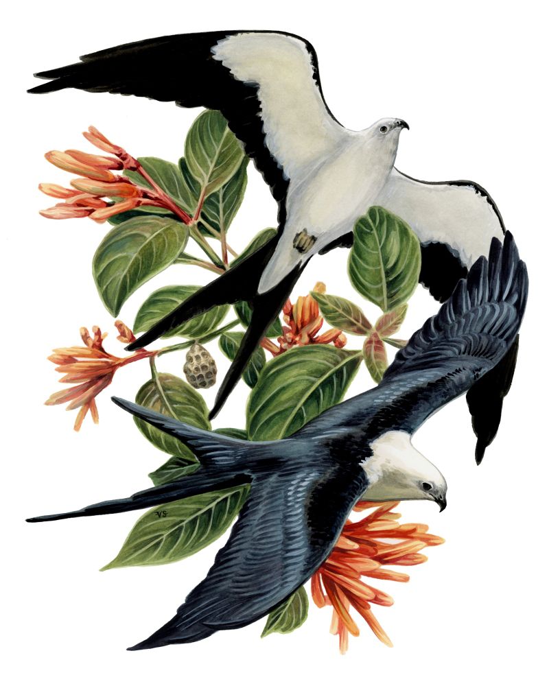 Kites - watercolor on paper 2024
