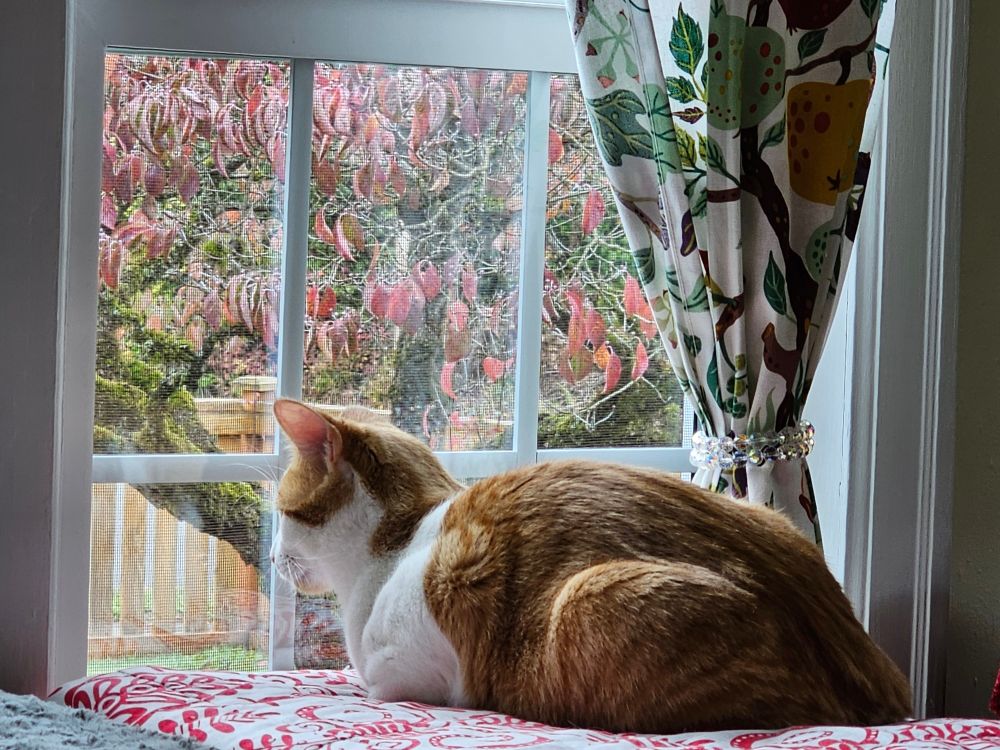 A ginger tabby tuxie kitten sits on a red and white quilt and looks out the window. In the background is a Dogwood tree with red leaves. It is starting to make quite a mess in the yard.