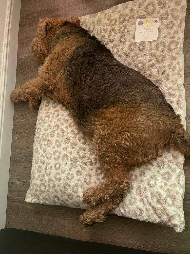Dog asleep on a brand new bed. 