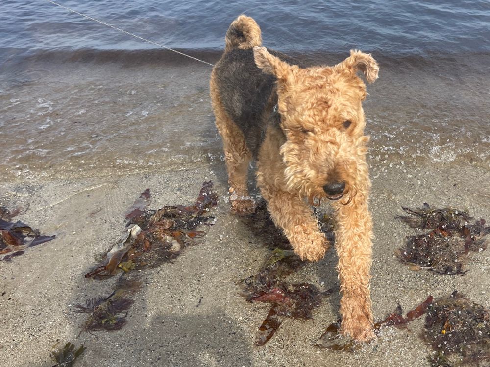 Dog hurrying back to shore. 