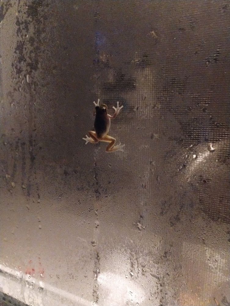 A peeper frog suctioned to a window at dawn.