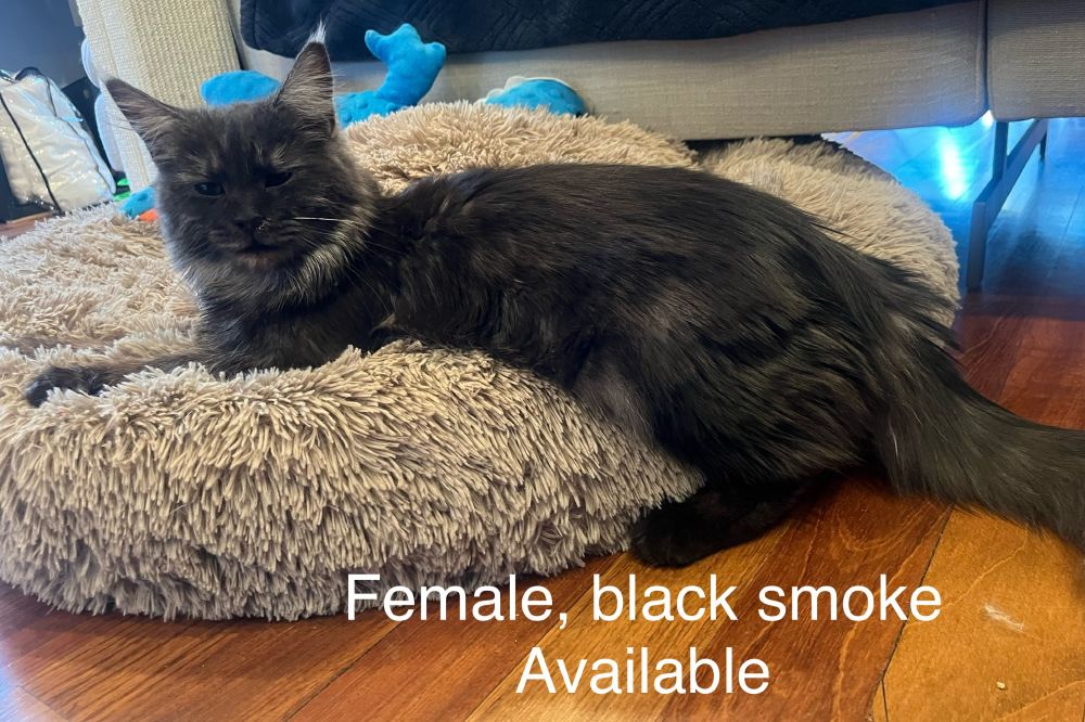 Female , black smoke ,11 months old
Available, vaccinated, Chicago cattery
Reputable breeder
Ready to go home 