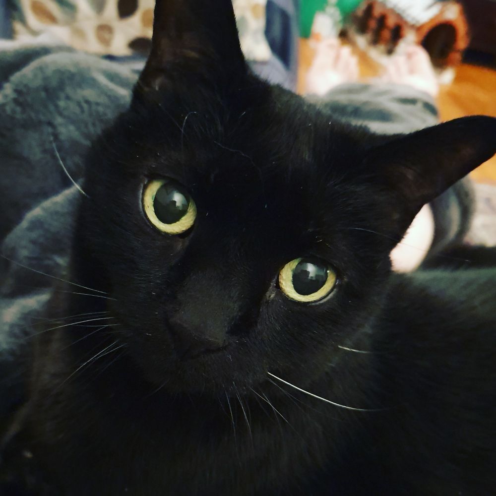 Black cat's face close up. Cat has had enough of you and wants to know why you are still talking.