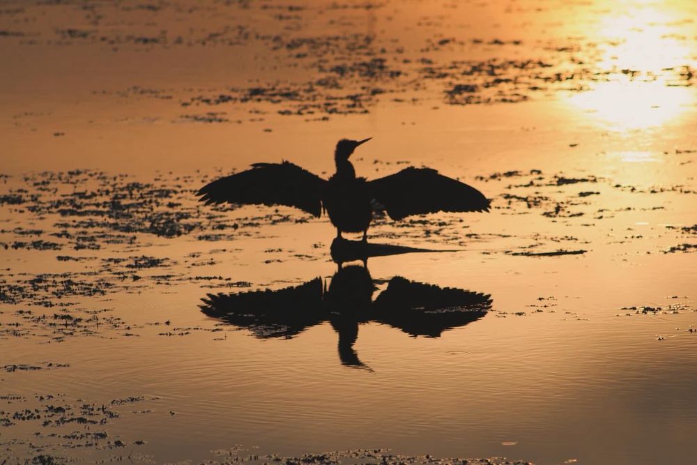 A photo of a bird with its wings spread, situated on a log with its back to the setting sun, which creates a perfect silhouette reflection on the water