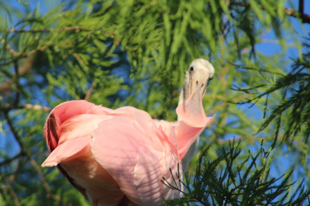 Roseate spoonbill giving me a tilted head look right into the camera