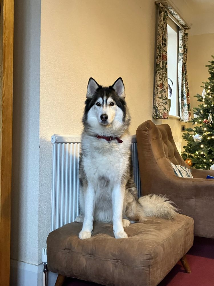 Kira looking straight at the camera at Christmas, with a Christmas Tree in the background