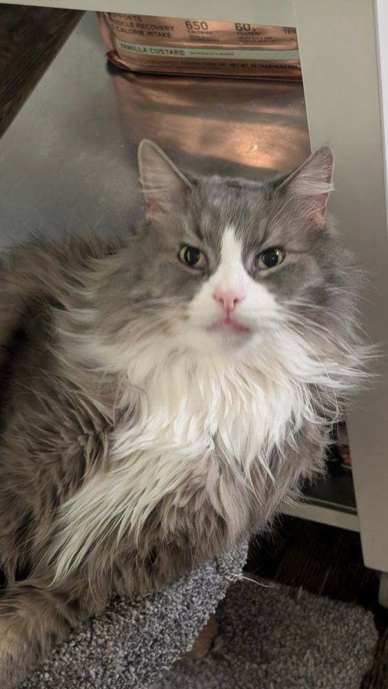 A grey and white cat just barely recovering from a big yawn. His face still looks a little disheveled 