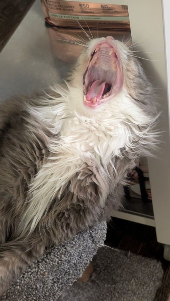 A grey and white cat leaning back with his mouth wide open