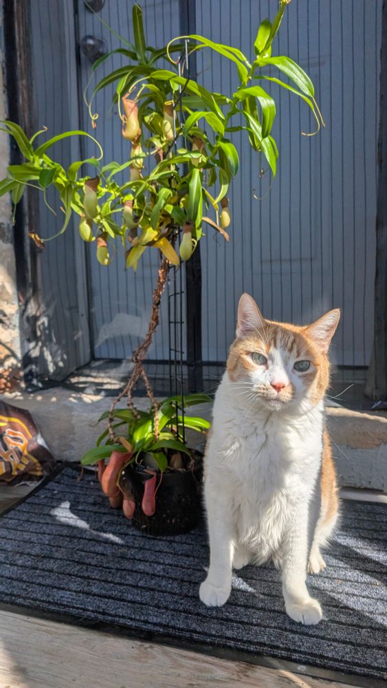 My cat with my pitcher plant 