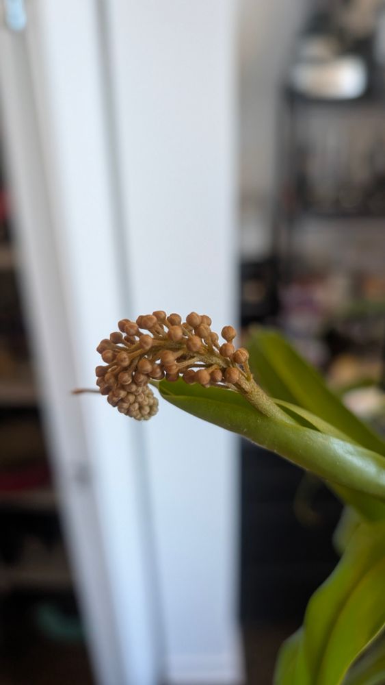 Pitcher plant flowers