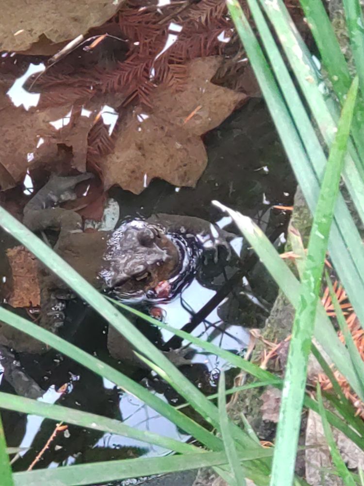 アズマヒキガエル